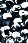Acqua Santa 3