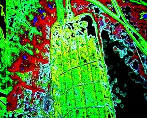 SPChitarra_10817