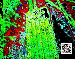 SPChitarra_10817qr